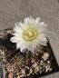 Preview: Gymnocalycium spec.